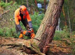 Warden, WA Tree Services Company